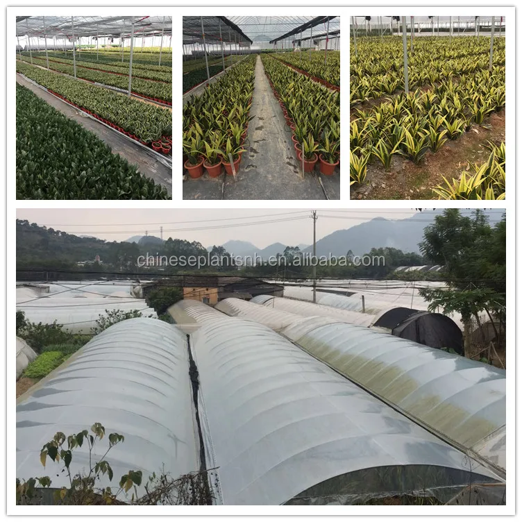 SANSEVIERIA NURSERY.jpg