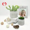 2019 spring succulent pot reaction glazed cream succulent plants pot popular ceramic succulent planter pot