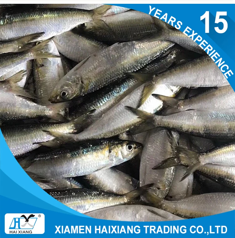 mackerel fish
