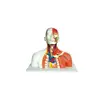 Model Of Human Vein Of the Head Neck And Thoracil Model Head Anatomical Model