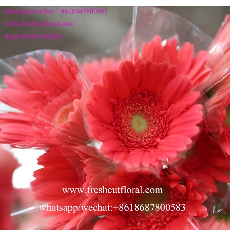 Black Magic Roses Flowers For Flower Bouquets Wedding Black Magic Roses Flowers For Flower Bouquets Wedding