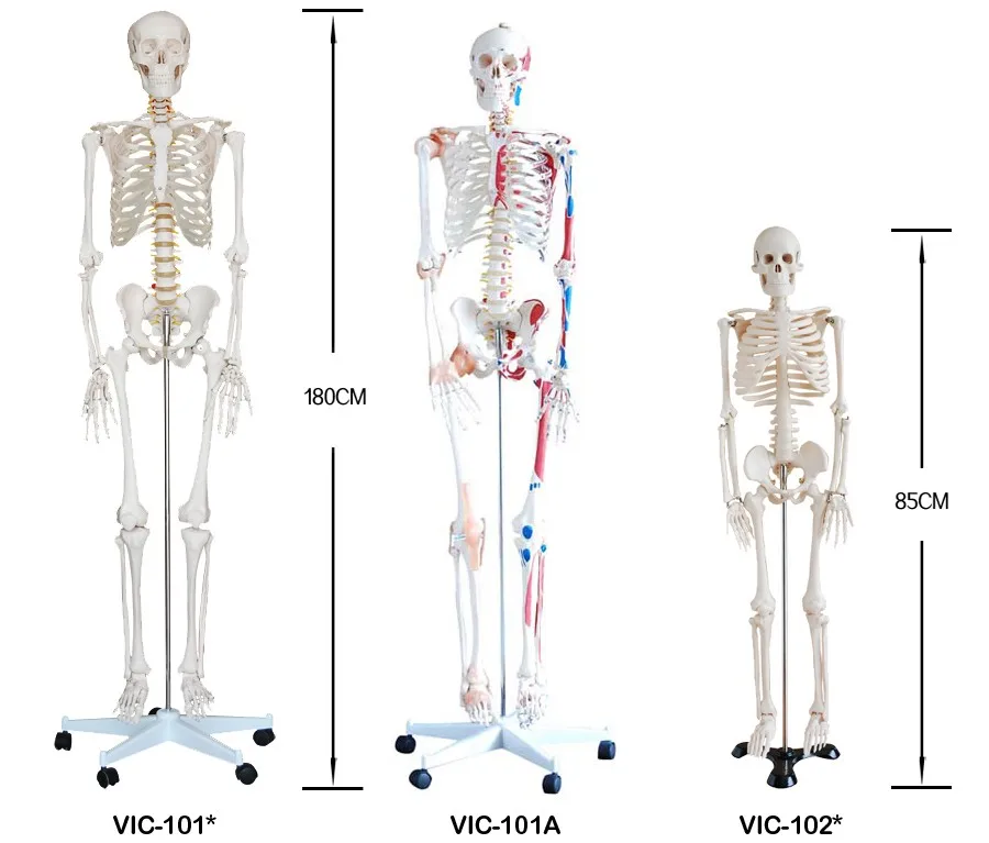 Рост скелета. Параметры человеческого скелета. Механика скелета человека. Пластиковый скелет анатомия человека. Модели человеческого скелета названия.