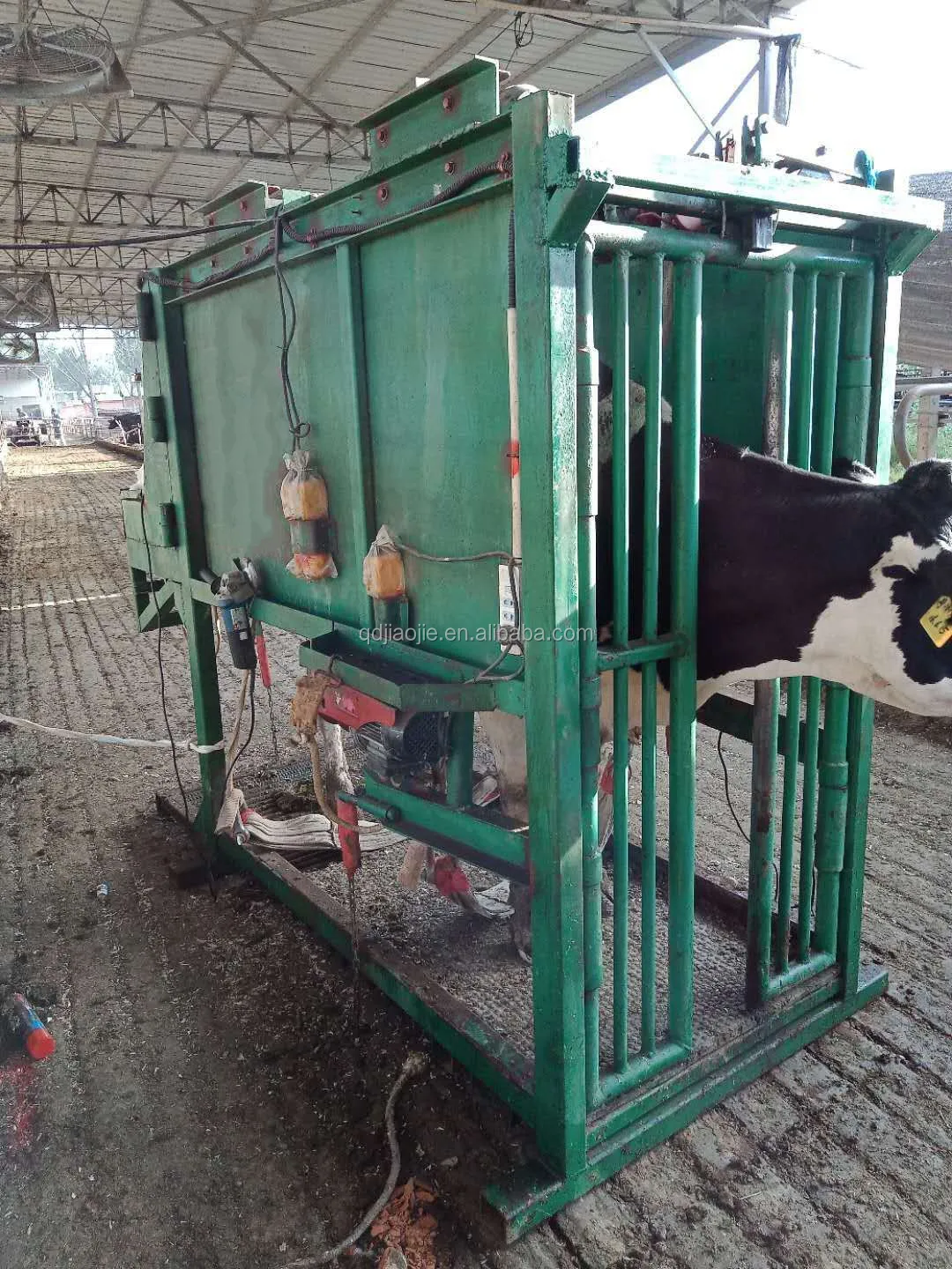 Cow Hoof Trimming  (2)