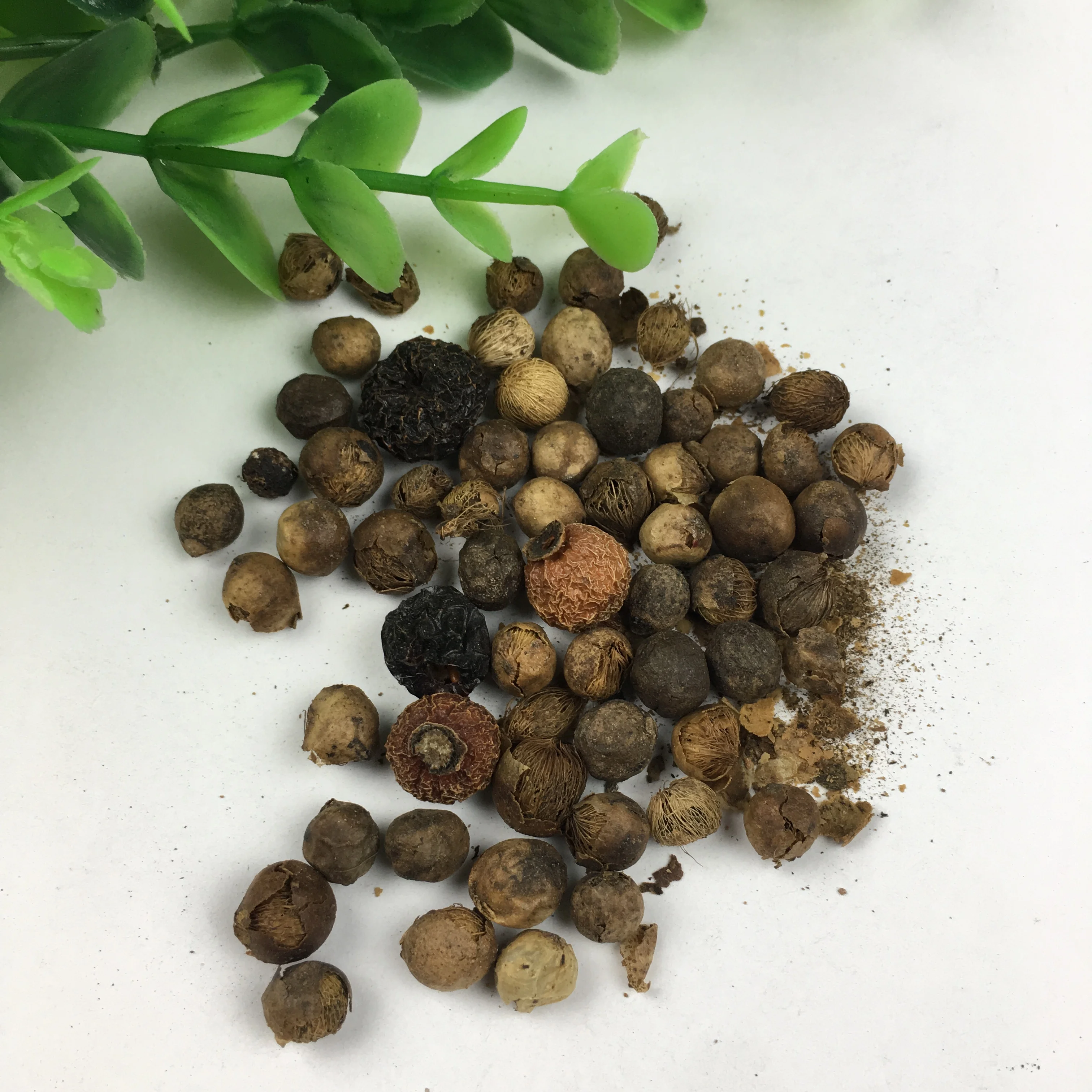 Rhapis Excelsa Evergreen Ornamental Pot Plant Bamboo Palm Seeds For