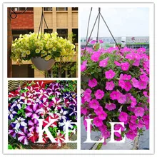 100 petunia seeds –Black Velvet Petunia ,rare variety, hardy ,lasting balcony, yard flower,#4HWOJZ