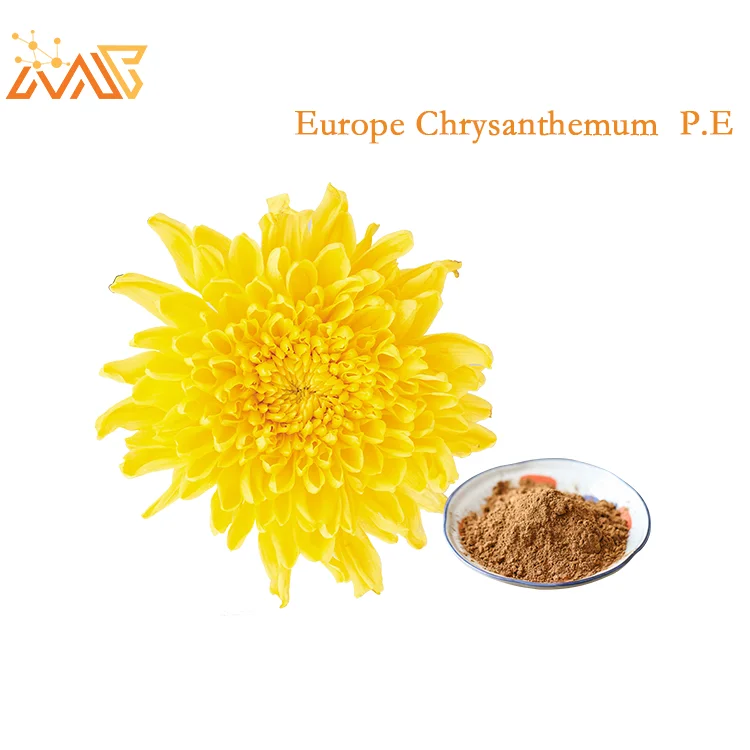100 Natural High Quality Product Chrysanthemum Morifolium Extract Hot