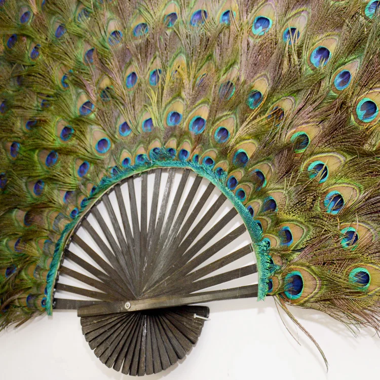 160厘米-170厘米大型装饰天然孔雀羽扇用于派对挂在墙上