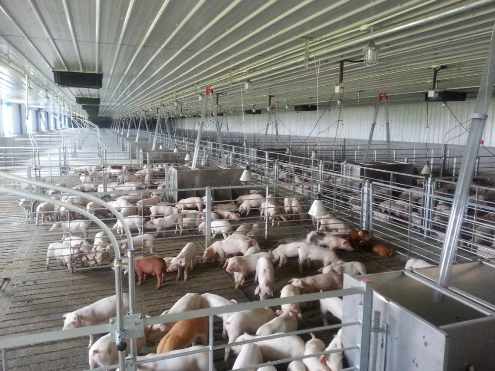 Steel Structure Modern Pig Farm Piggery Sheds - Buy Piggery Sheds,Steel