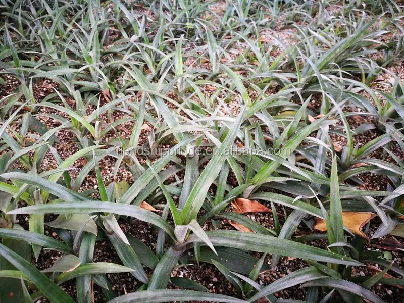 Md2 Pineapple Seedlings Buy Md2 Pineapple Seedlings,Pineapple Seedlings,Md2 Pineapple Seedling
