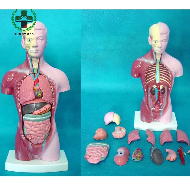 Макет человека с органами. Анатомический муляж. Анатомическая модель человека. Муляж внутренних органов человека.