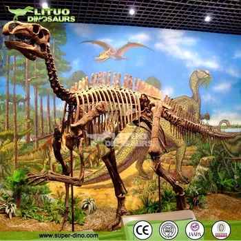 Animated Dinosaur Skeleton - Buy Animated Dinosaur Skeleton,Skeleton Of