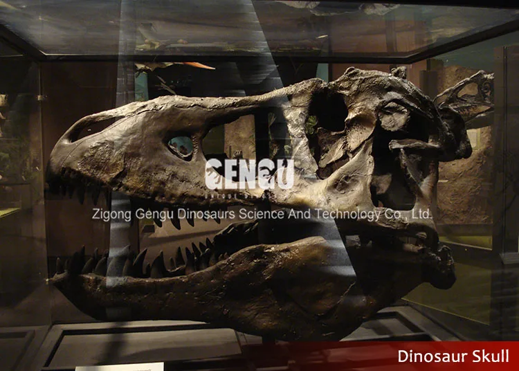 Tyrannosaurs Rex Dinosaur Skulls And Skeletons For Sale Buy Dinosaur Skulls And Skeletons