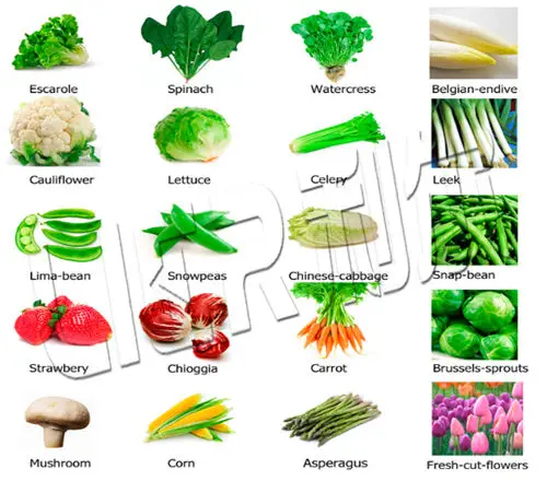 Vegetables Fruits Flowers Vacuum Cooler Machine,vacuum Precooling 