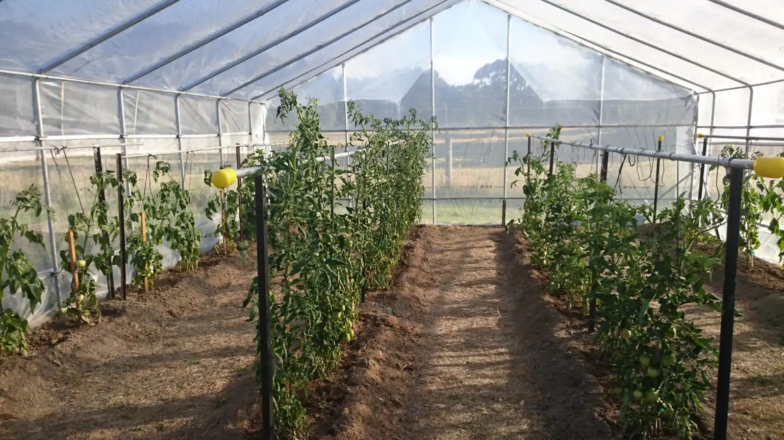 garden greenhouse.jpg