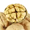 Chinese Walnut In Shell / Wensu 185 Walnut In Thin Shell