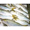 Japanese Export Small Yellow Croaker Dotted Gizzard Shad 100g Under