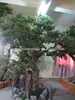 2013 new unique style large pine tree with seeds hot sale