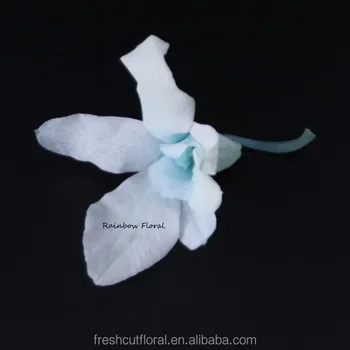 Flor Preservada Estabilizada Flor Da Orquidea De Exportacao Da China Buy Flores Secas Preservada Orquideas Preservadas Flores Orquideas Preservadas Flores Secas Preservado Flor Estabilizada Flor Da Orquidea Product On Alibaba Com