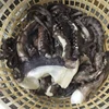 High quality well cleaned Frozen Peru Giant Squid Tentacle