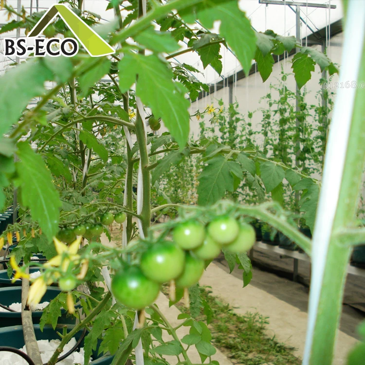 Agricultural Use Dutch Bucket Tomato Planting Hydroponic Growing System
