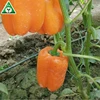 JULIA F1 Hybrid sweet Pepper Seeds Colorful pepper Seeds For Sale