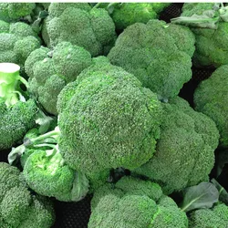 broccoli sprout powder