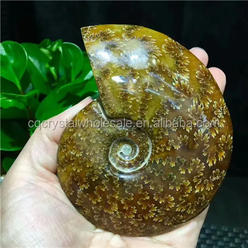 天然ロックカタツムリ化石アモナイト化石クリスタル飾り Buy 化石クリスタル飾り アンモナイト化石ための販売 卸売天然岩カタツムリ化石アンモナイト 化石クリスタル飾り Product On Alibaba Com