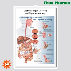 Gastroesophageal Disorders Anatomical Chart