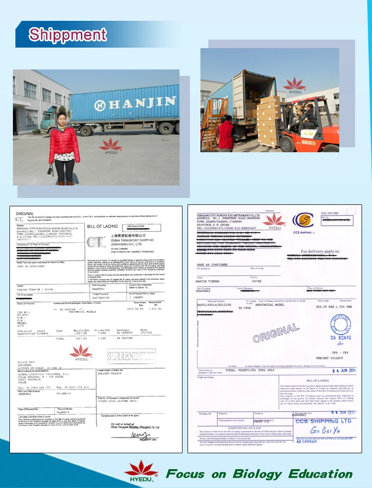 Individual Spirogyra W.M.(vegatative mass) Teaching Algae biology microscope slide