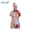 45CM Unisex 23 Parts Human Anatomy Torso Model