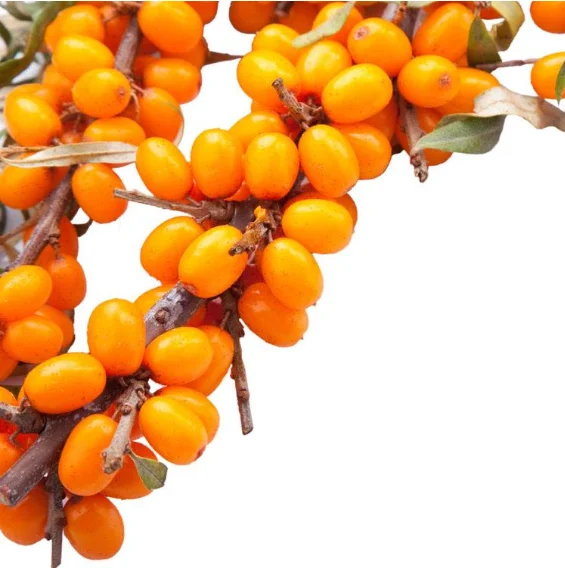 Sea Buckthorn Fruit (2).png