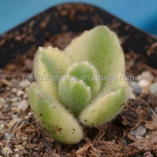 Cotyledon tomentosa 8.jpg