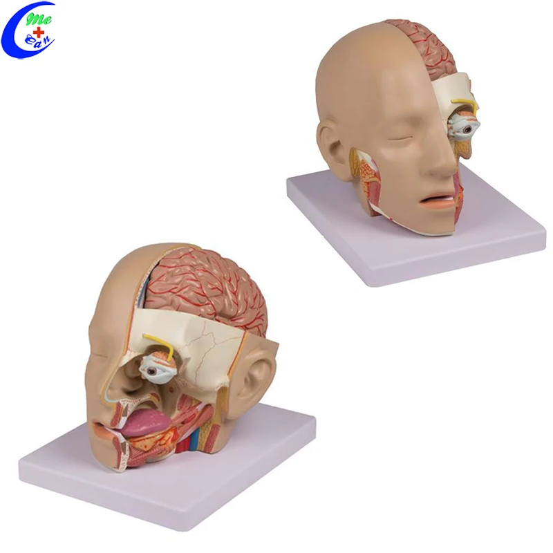 human plastic brain 3d model