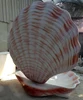 Customized sea crafts fiberglass life size conch shells statue for park decoration
