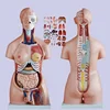 Anatomical model of head and trunk Anatomical model of upper body of human body
