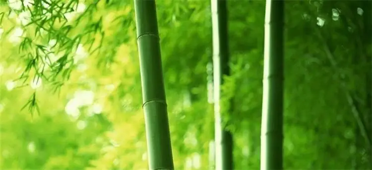 bamboo charcoal1