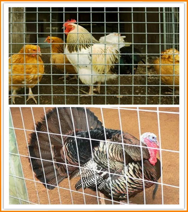 welded iron wire mesh 50x50