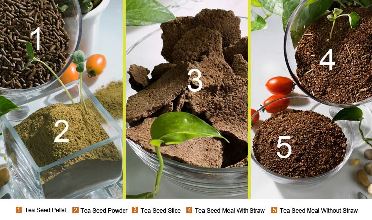 tea-seed-series-appearance