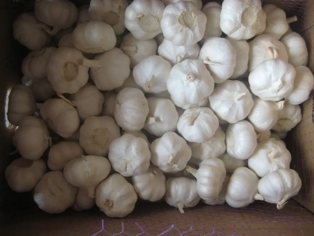 Нормальный белый. Чеснок белый клык. 2021 New Crop FRESHGARLIC NORMALWHITE 5.5cm 10kg/carton gradeaqualit. Чеснок упаковка китайская фото. В Китае сколько стоит чеснок оптом 2021 07 07.