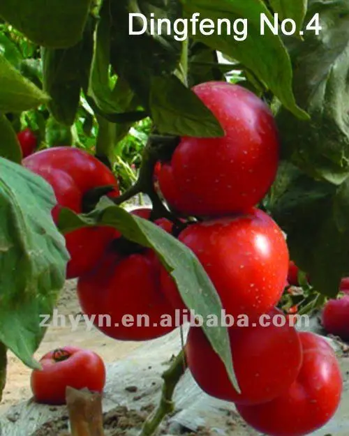 buah merah tomat f1 hybrid biji tomat Benih sayuran ID 