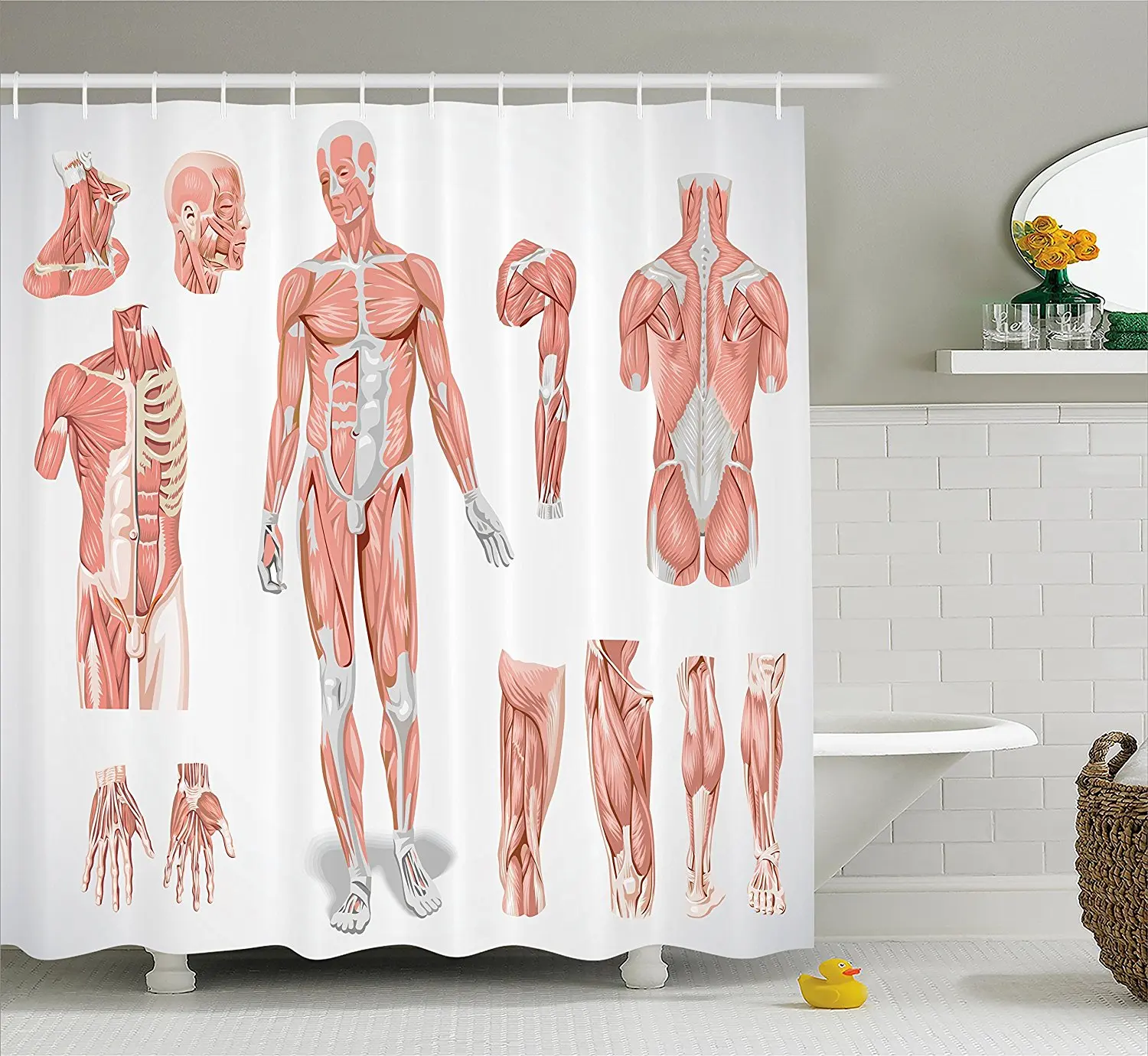 Coral Ambesonne Human Anatomy Shower Curtain Fabric Bathroom Decor Set with Hooks Male and Female Bodies with Inner Mass Build Display Muscle System Graphic Print