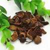 top quality natural dried Taxodium ascendens tree seeds for planting use