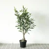 Small Artificial Olive Trees Plant, Cheaper Olive Trees, Ornamental Olive Tree in Pot