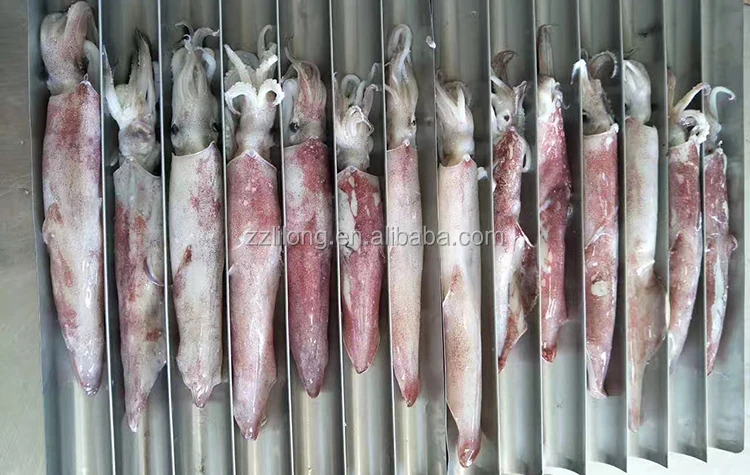 frozen loligo squid whole and tentacle tube