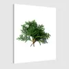 Gallery wrapped canvas printing of green plant for wall decoration