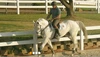 5-rail horse fence, foga fence,al fence horses,pvc fencing post and rail,el fenc/ pvc esgrima caballo