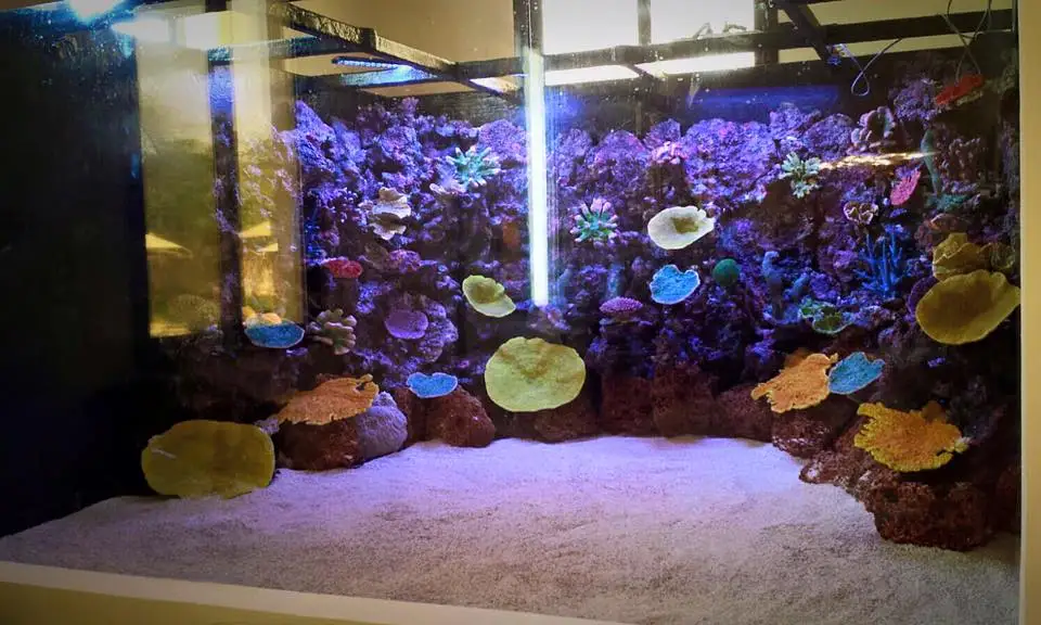 unique fish tanks
