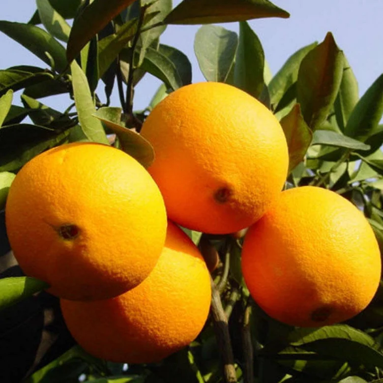 Navel Orange seeds (2).png