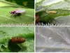 insecticide Cyromazine 98%Tech