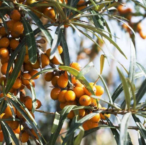 Sea Buckthorn Fruit (1).png